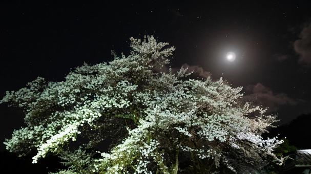 月明かりに染まる夜桜 月明かりに染まる夜桜の写真