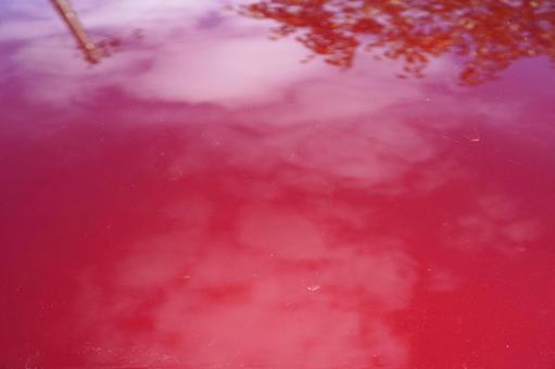 赤い車の水垢06の写真