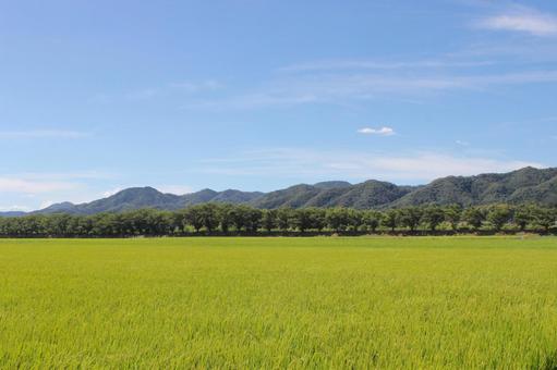 青空と田園 青空と田園の写真