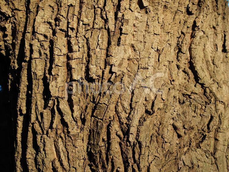 樹皮の模様 樹皮,模様,生命力の写真素材
