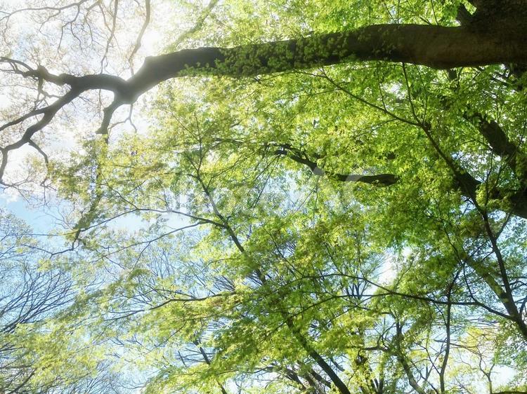 新緑の木漏れ日 雑木林,新緑,木漏れ日の写真素材
