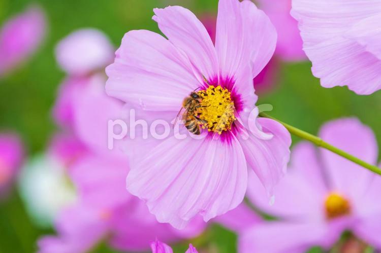 ピンクコスモスとミツバチ コスモス,花,ミツバチの写真素材