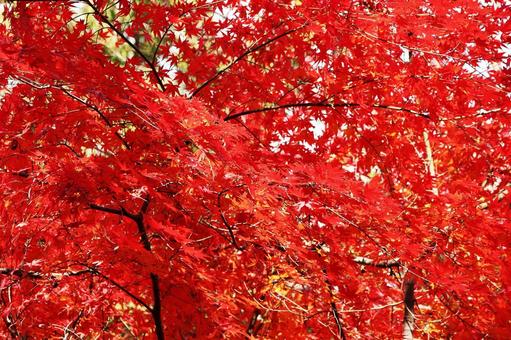 紅葉21 紅葉21 紅葉,紅葉狩り,散歩の写真素材