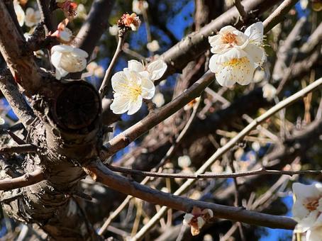 ウメの花咲く頃 ウメの花咲く頃の写真