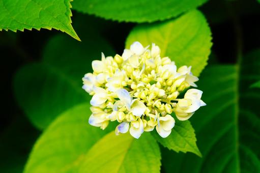青と白の紫陽花 青と白の紫陽花の写真