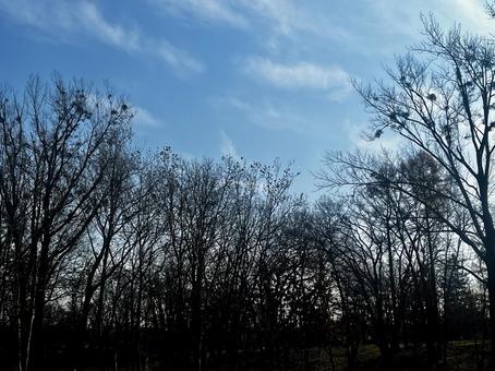 ある冬の空 冬空,空,枯れ木の写真素材