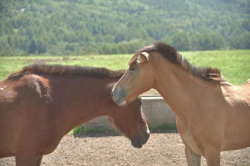 蓼科第二牧場の馬たち⑤ 蓼科第二牧場の馬たち⑤の写真