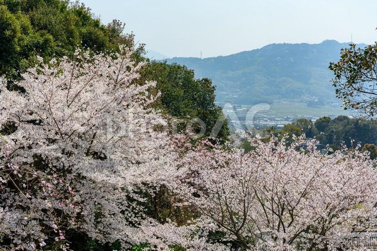 満開のソメイヨシノ 桜,ソメイヨシノ,春の写真素材