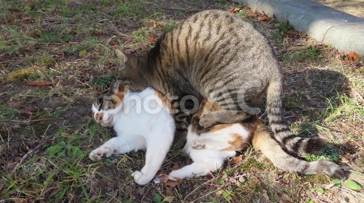 ラブラブで仲良しな三毛猫とキジトラ猫 三毛猫,猫,キジトラの写真素材