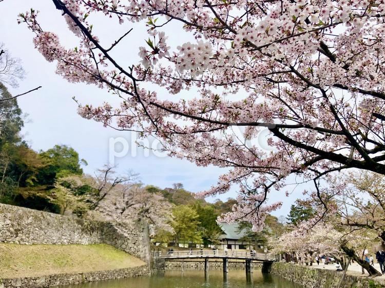 彦根城のお堀と桜 2 桜,春,花見の写真素材