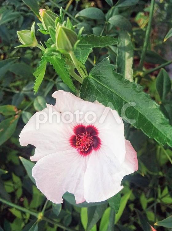 花　ムクゲ　むくげ　木槿　ハチス　波知須　フヨウ　信念　新しい恋　6 夏,花,ムクゲの写真素材