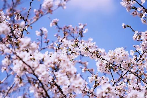 Photo, flower, cherry blossoms, sakura, 
