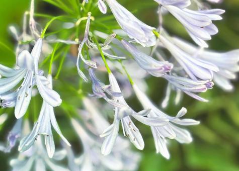 Photo, flour, flower, plant, 
