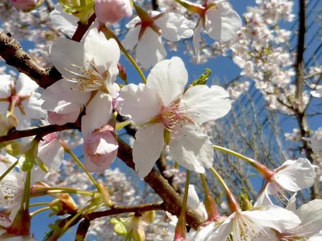 咲き始めた郊外の桜の花・アップ 咲き始めた郊外の桜の花・アップ サクラ,花,植物の写真素材