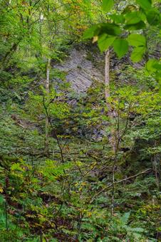 岩肌 林道,山道,シダの写真素材
