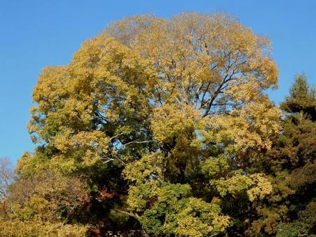 【紅葉写真】美しい黄葉 紅葉,自然,風景の写真素材