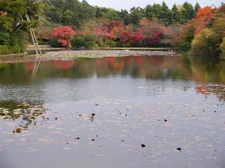 龍安寺 京都 龍安寺 京都の写真