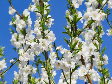 春イメージ〜満開のハナモモの花 春イメージ〜満開のハナモモの花の写真
