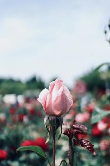 バラのつぼみ バラ,薔薇,ピンクの写真素材