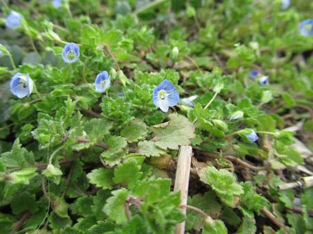 Photo, spring, weed, plot, 