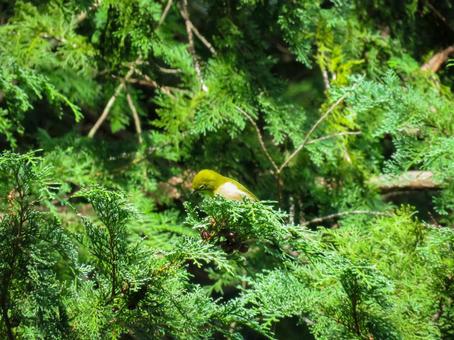 ヒバの木の枝に留まるメジロ メジロ,野鳥,動物の写真素材
