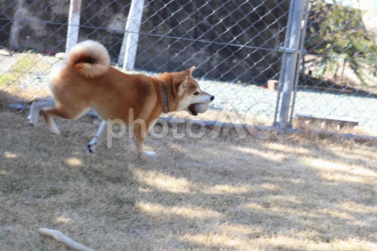 ボールをくわえて庭を走る柴犬2 ボール遊び,柴犬,ボールの写真素材