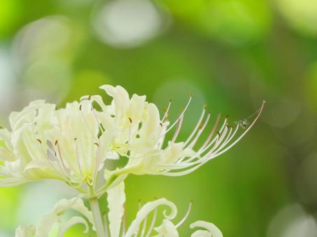 White spider lilies, JPG