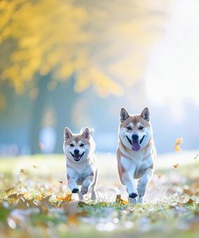 秋の公園で元気に遊ぶ柴犬の親子 秋の公園で元気に遊ぶ柴犬の親子の写真