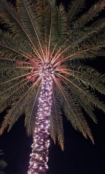 ライトアップされたヤシの木 ライトアップされたヤシの木 ヤシの木,ライトアップ,電飾の写真素材