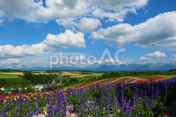 北海道の夏。美瑛、北海道。7月下旬。 ７月,美しい,晴天の写真素材