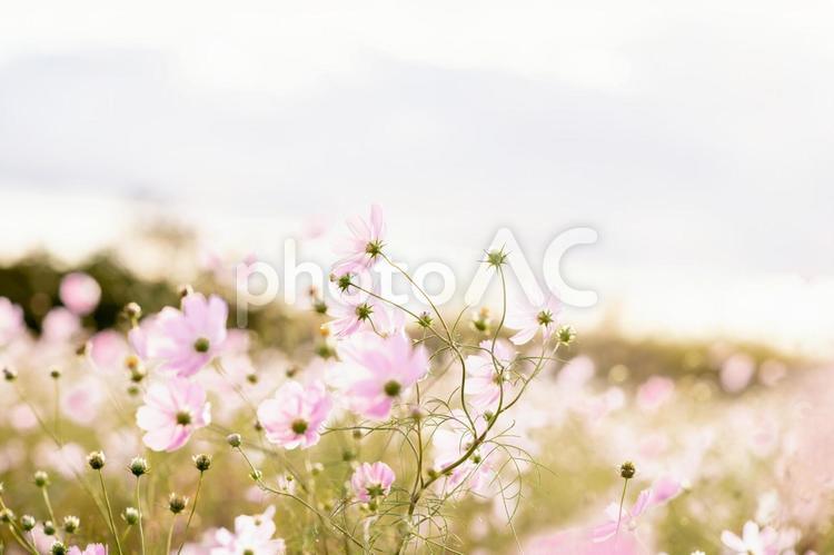 夕日と秋桜 秋,空,晴れの写真素材