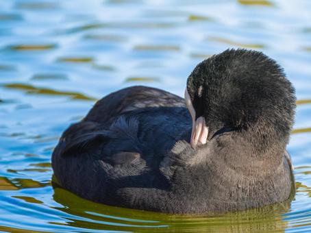 Coot by the water, JPG