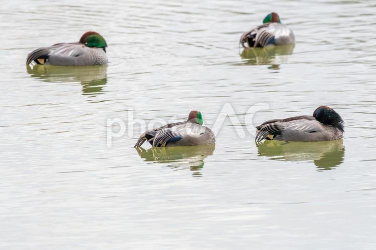 水面に浮かぶ眠るヨシガモたち ヨシガモ,鳥,野鳥の写真素材
