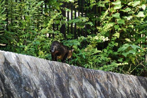 野良猫 猫,野良猫,屋外の写真素材