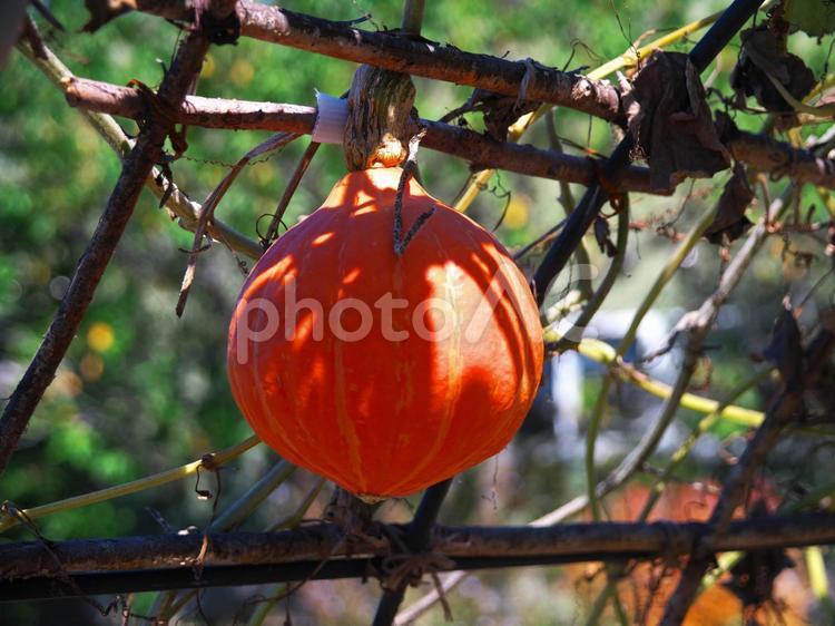 ハロウィーン用に栽培のカボチャ カボチャ,ハロウィーン,ジャック・オー・ランタンの写真素材