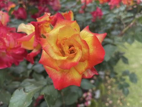 バラ バラ,花,庭の写真素材