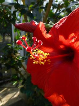 Close-up of the center of a red hibiscus in a greenhouse, JPG Close-up of the center of a red hibiscus in a greenhouse, JPG