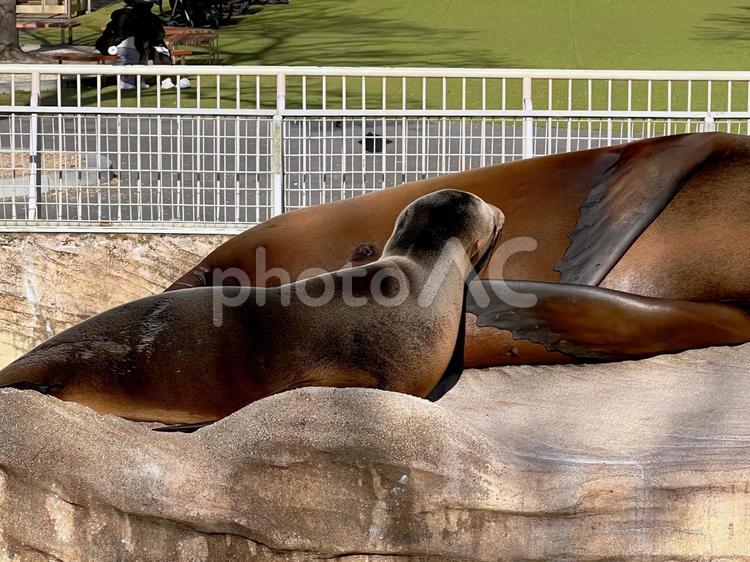 母乳を飲みアザラシの子供です。 アザラシ,動物園,癒しの写真素材