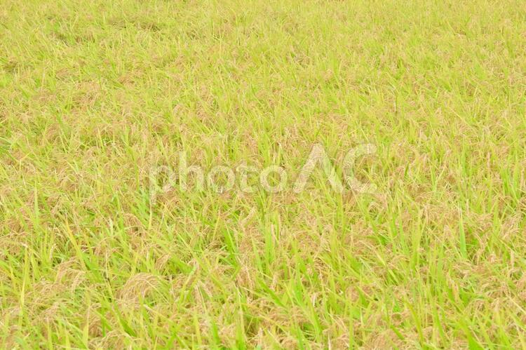 実りの秋 稲,田,田んぼの写真素材