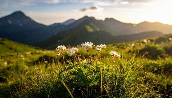 山野草 高山植物 山野草 高山植物の写真