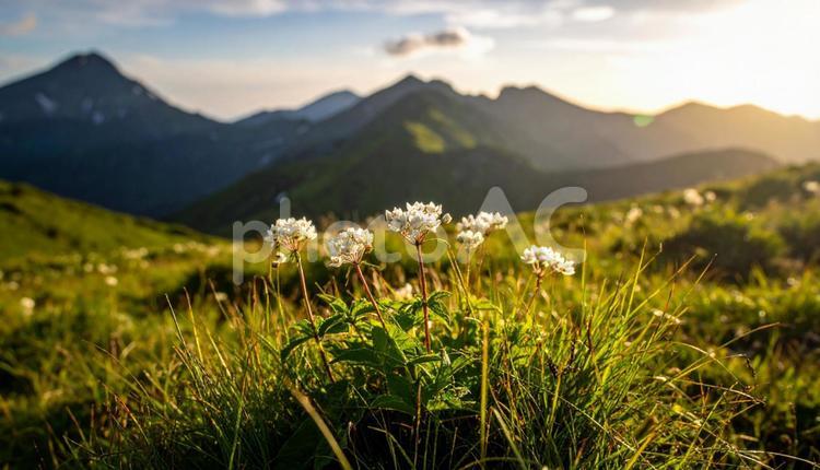 山野草　高山植物 山野草,花畑,夏の写真素材