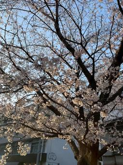 桜開花 桜開花の写真