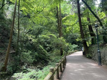 明治の森 箕面国定公園 明治の森 箕面国定公園の写真