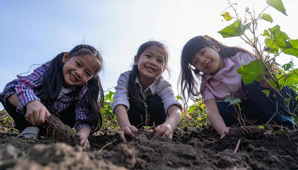 芋掘りする子供たち 芋掘りする子供たちの写真