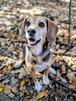 落ち葉たくさん！ 犬,ビーグル,秋の写真素材