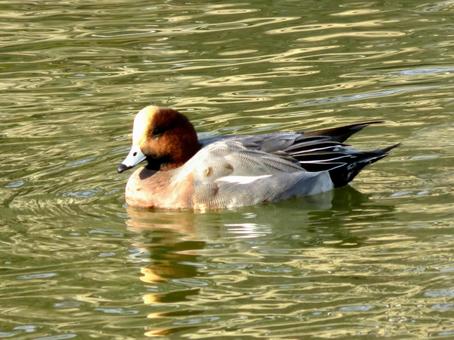 郊外の池で越冬するヒドリガモのオス ヒドリガモ,鳥,野鳥の写真素材