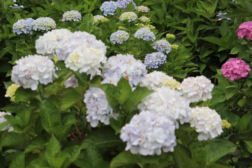 Photo, hydrangea, flower, rainy season, 