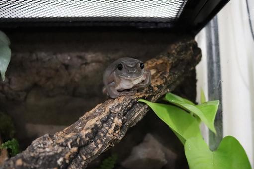 Photo, yea mega frog, a frog, frog, 