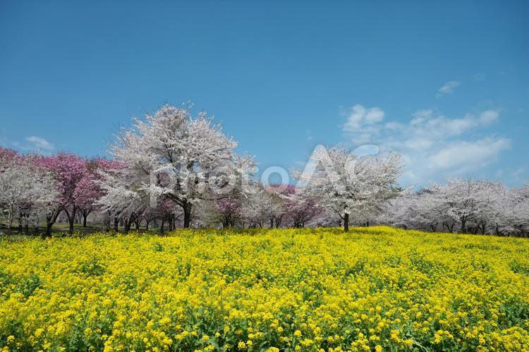 桜と菜の花畑 桜,春,菜の花の写真素材