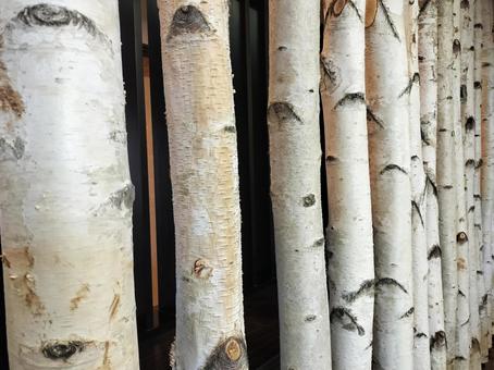 白樺の木 白樺の木,インテリア,内装の写真素材